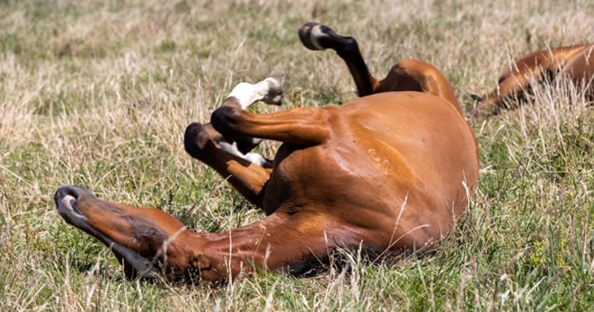 Inflammatory Bowel Disease in the horse. Is GLUTEN a culprit? Optim