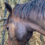 Feeding-Horses-and-Ponies-in-Cold-Weather