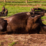 Optim-Equine-Colic-in-Horses-and-Ponies