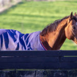 Rugging (Blanketing): Increasing the Risk of Laminitis, Insulin Resistance & Equine Metabolic Syndrome.