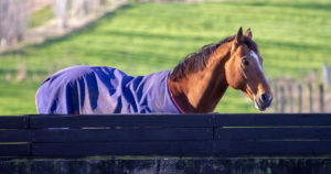 Rugging (Blanketing): Increasing the Risk of Laminitis, Insulin Resistance & Equine Metabolic Syndrome.