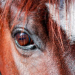 STRESS-What-is-stress-exactly-when-it-relates-to-horses-And-what-do-we-need-to-consider