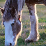 Grass,-Hay,-Fibre-and-Short-Chain-Fatty-Acids-Optim-Equine