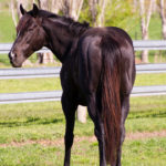 Stallion Health and Fertility Optim Equine Camilla Whishaw