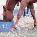 Equine Digestive Health Why-is-it-important-to-make-dietary-changes-slowly-in-horses-and-ponies-Optim Equine Camilla Whishaw