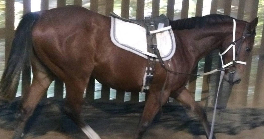 Longeing-Horses-and-Joint-Health-Optim-Equine-Camilla-Whishaw