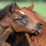 Diarrhoea in Foals