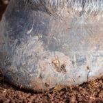 Hoof Health Beyond Biotin