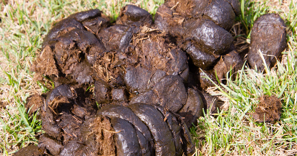 Help! Why is my horse eating manure? - Optim Equine