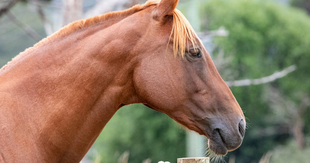 Probiotics for Horses Optm Equine