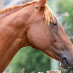 Probiotics for Horses Optm Equine