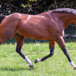 Optim-Equine-Stallion-Fertility