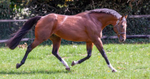 Optim-Equine-Stallion-Fertility