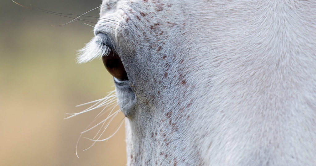 Post-viral-syndromes-in-equines-Optim-Equine