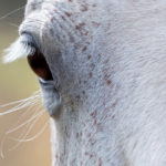 Post-viral-syndromes-in-equines-Optim-Equine