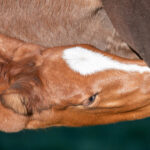 Optim-Equine-Foal-feeding-habits-and-growth