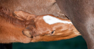 Optim-Equine-Foal-feeding-habits-and-growth