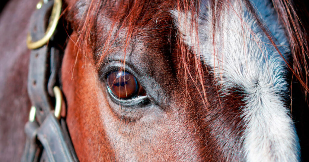 The impact of environmental toxicity on stallion fertility