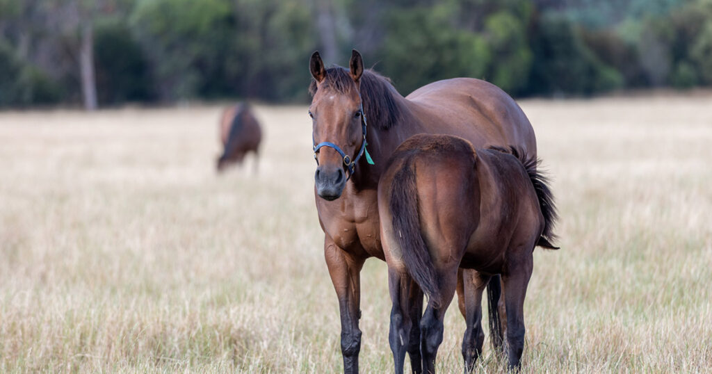 Broodmare nutrient requirements, foetal growth rate and the influence of nutrition on the skeletal health of a mare’s offspring