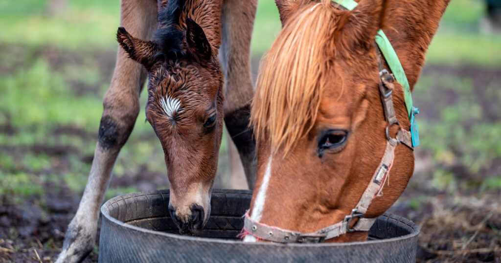 The importance of trace minerals in late pregnancy by Optim Equine Camilla Whishaw