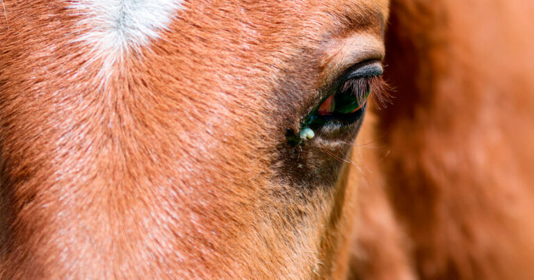 Horses, Ponies and Pain