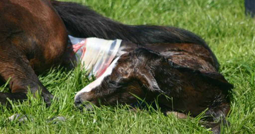 A picture of a foal linked to a blog about the importance of Immune Development in Foal delivery