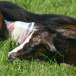 A picture of a foal linked to a blog about the importance of Immune Development in Foal delivery