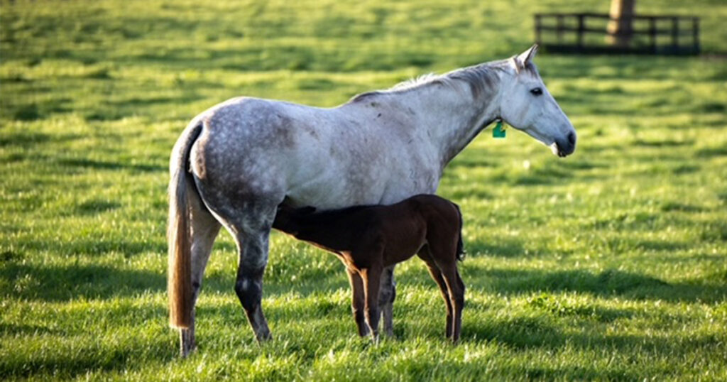 Blog post about Relocatig and traveling mares prior to foaling posted on the Optim Equine blog by Camilla Whishaw