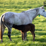 Blog post about Relocatig and traveling mares prior to foaling posted on the Optim Equine blog by Camilla Whishaw