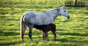 Blog post about Relocatig and traveling mares prior to foaling posted on the Optim Equine blog by Camilla Whishaw
