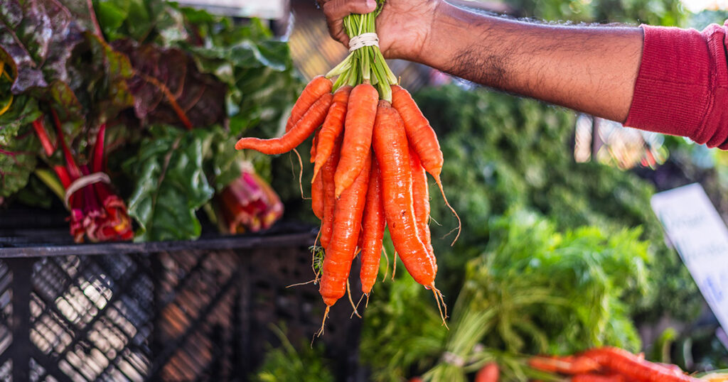 Fresh carrots being fed to a horse, showing carrots as a low-sugar, healthy treat suitable for horses and ponies, including those with metabolic conditions.