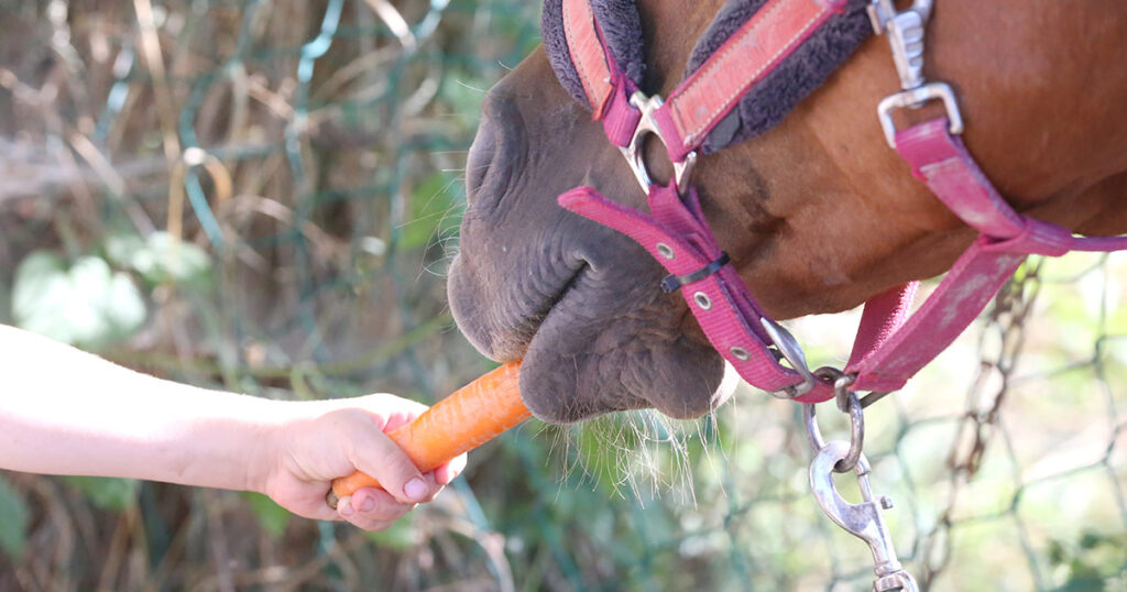 Fresh carrots being fed to a horse, showing carrots as a low-sugar, healthy treat suitable for horses and ponies, including those with metabolic conditions. On Optim Equine Camilla Whishaw Equine Naturopath Website