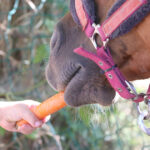 Fresh carrots being fed to a horse, showing carrots as a low-sugar, healthy treat suitable for horses and ponies, including those with metabolic conditions. On Optim Equine Camilla Whishaw Equine Naturopath Website
