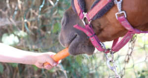 Fresh carrots being fed to a horse, showing carrots as a low-sugar, healthy treat suitable for horses and ponies, including those with metabolic conditions. On Optim Equine Camilla Whishaw Equine Naturopath Website