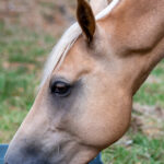 Article discussing one of the most commonly overlooked factors contributing to gastric ulcers in horses, by Optim Equine Camilla Whishaw