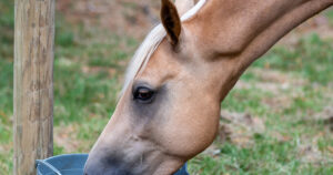Article discussing one of the most commonly overlooked factors contributing to gastric ulcers in horses, by Optim Equine Camilla Whishaw