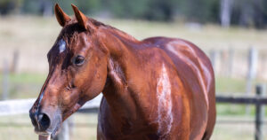 Article about the risks associated with automatic watering systems for horses, by Optim Equine Camilla Whishaw