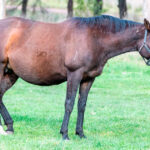 Broodmare Body Condition & Developmental Orthopaedic Disease (DOD) Risk in Foals, Weanlings and Yearlings