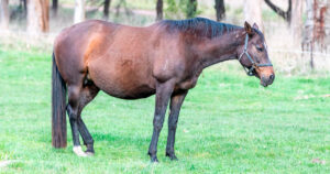 Broodmare Body Condition & Developmental Orthopaedic Disease (DOD) Risk in Foals, Weanlings and Yearlings