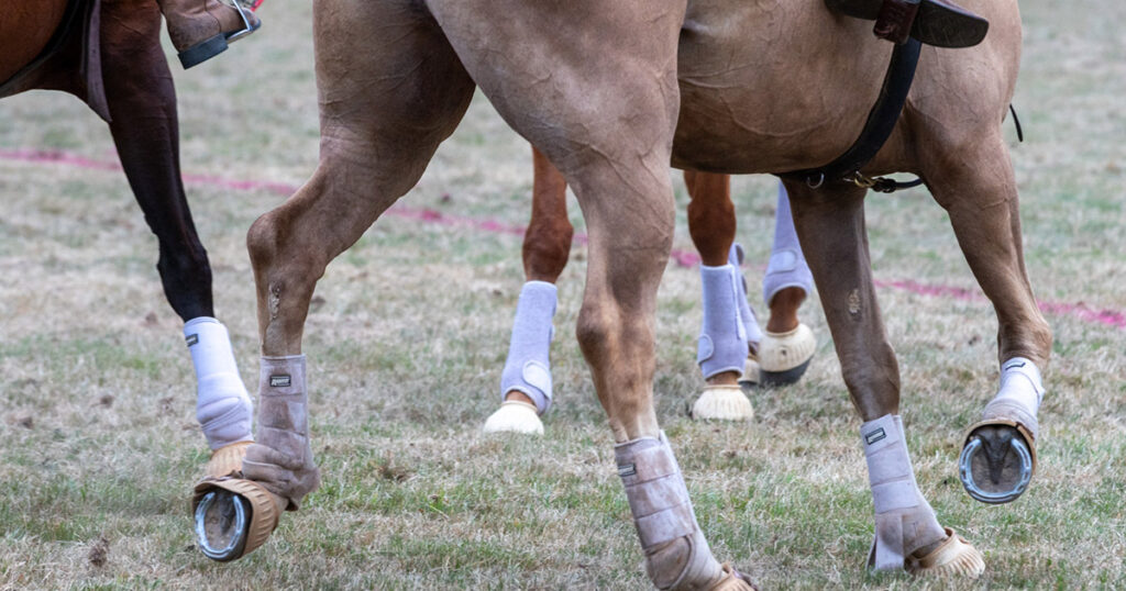 Joint injections and laminitis…what is the risk?
