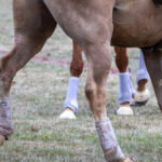 Joint injections and laminitis…what is the risk?