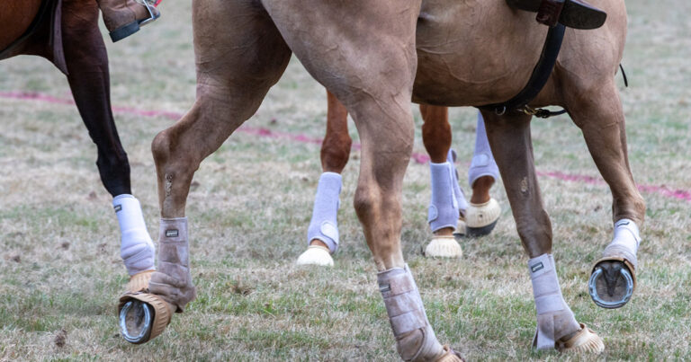 Joint injections and laminitis…what is the risk?