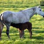 Optim equine article with guest author Dr Marcus J Head on mare microbiome