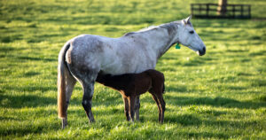 Optim equine article with guest author Dr Marcus J Head on mare microbiome