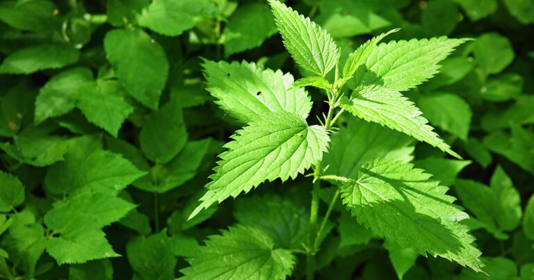 What can herbal medicine do (and what can’t herbs do?)… 