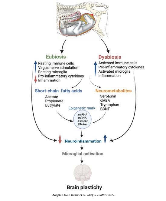 Optim equine foetal nutritional programming hypothesis