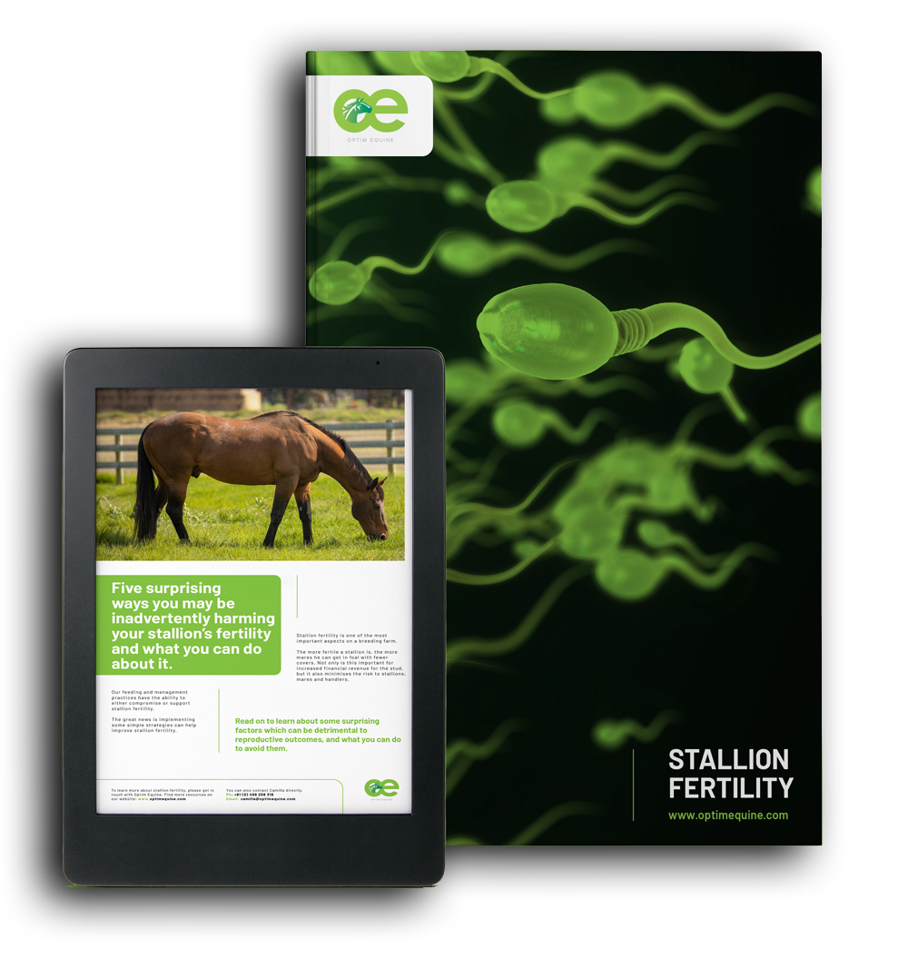 Stallion Fertility 
