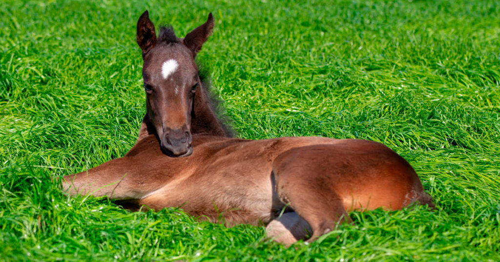 Antibiotic Use in Foals by Optim Equine and Camilla Wishaw Naturopath