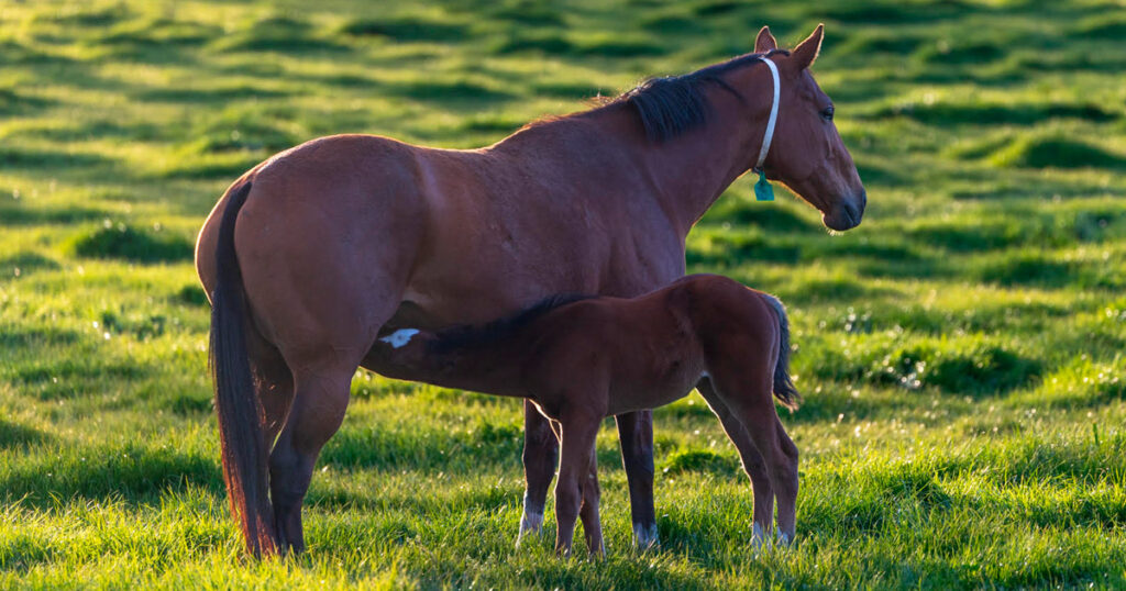 Gestation in the broodmare